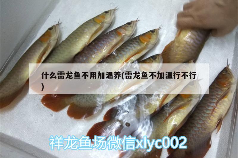 什么雷龙鱼不用加温养(雷龙鱼不加温行不行) 祥龙龙鱼鱼粮