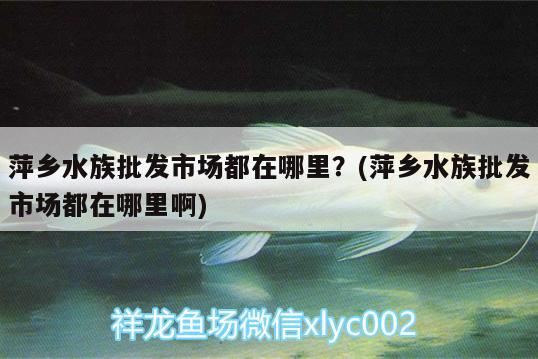 萍乡水族批发市场都在哪里？(萍乡水族批发市场都在哪里啊)