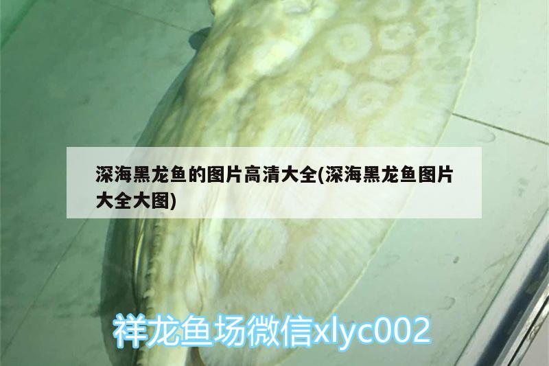 深海黑龙鱼的图片高清大全(深海黑龙鱼图片大全大图) 水族维护服务（上门）