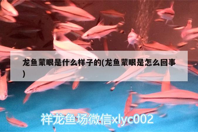 龙鱼蒙眼是什么样子的(龙鱼蒙眼是怎么回事)