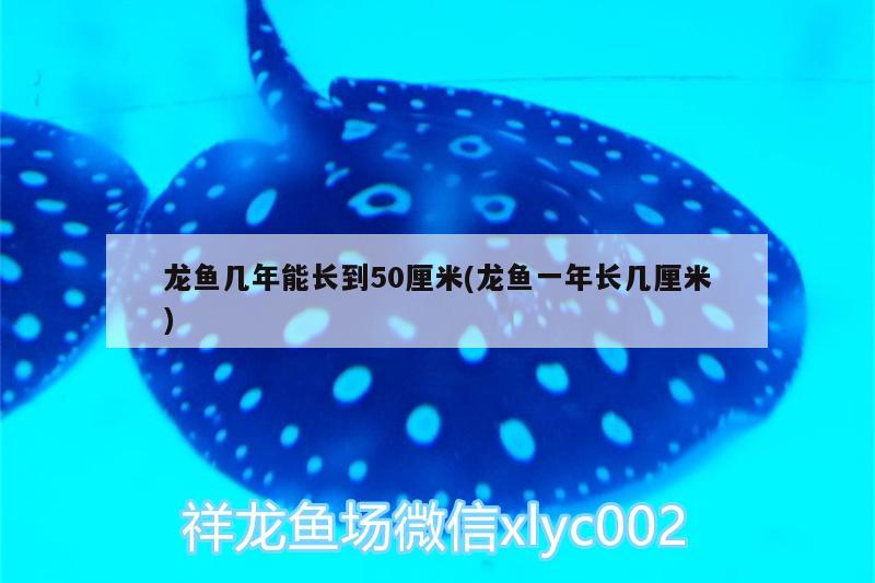 龙鱼几年能长到50厘米(龙鱼一年长几厘米) 龙鱼百科