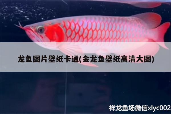 龙鱼图片壁纸卡通(金龙鱼壁纸高清大图) 广州祥龙国际水族贸易 第2张