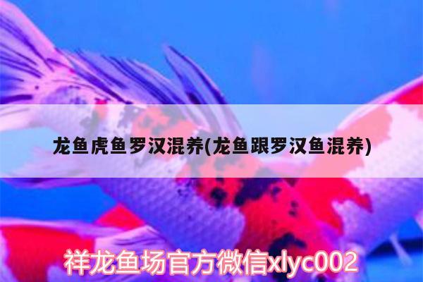 龙鱼虎鱼罗汉混养(龙鱼跟罗汉鱼混养) 虎鱼百科