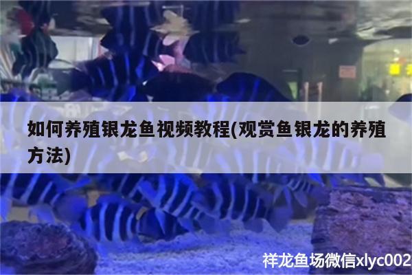 如何养殖银龙鱼视频教程(观赏鱼银龙的养殖方法)