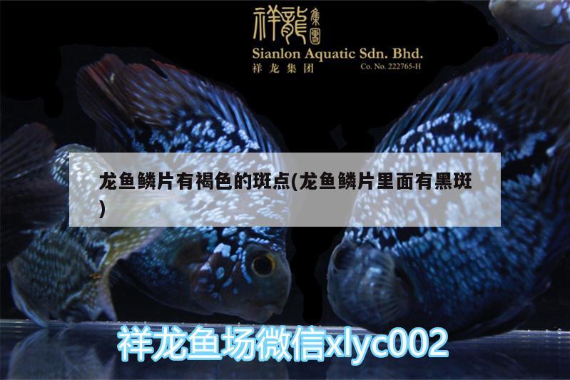 龙鱼鳞片有褐色的斑点(龙鱼鳞片里面有黑斑) 白子银龙鱼苗