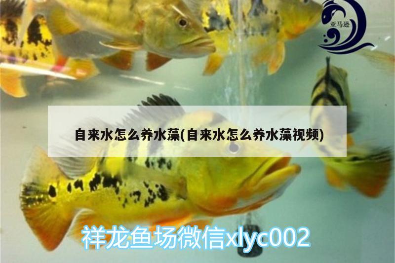 自来水怎么养水藻(自来水怎么养水藻视频)