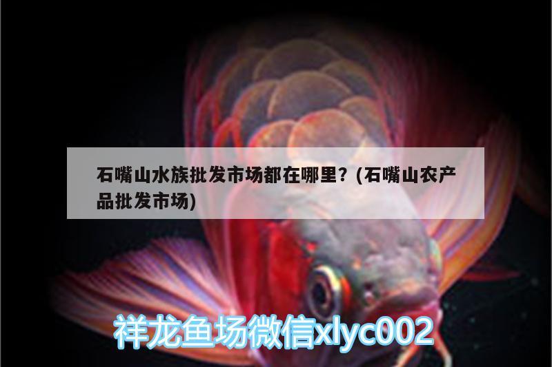 石嘴山水族批发市场都在哪里？(石嘴山农产品批发市场) 观赏鱼水族批发市场