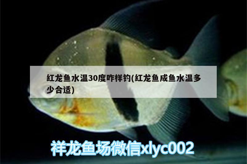 红龙鱼水温30度咋样钓(红龙鱼成鱼水温多少合适)