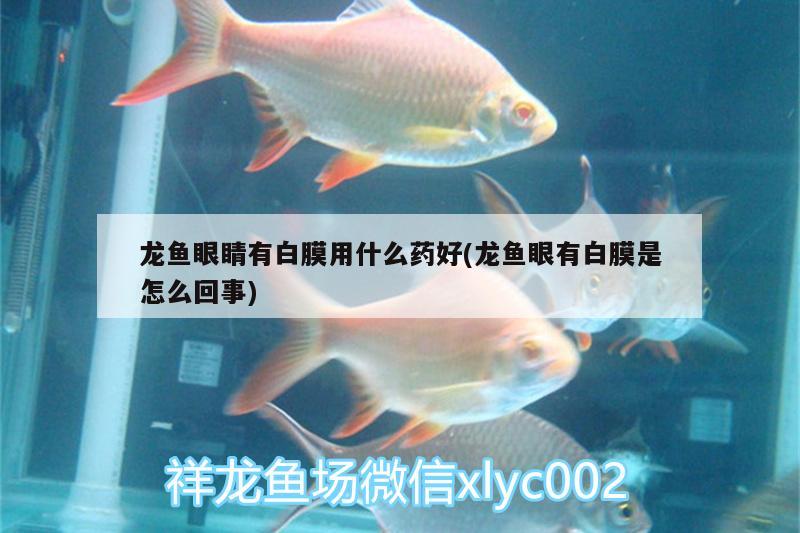 龙鱼眼睛有白膜用什么药好(龙鱼眼有白膜是怎么回事)