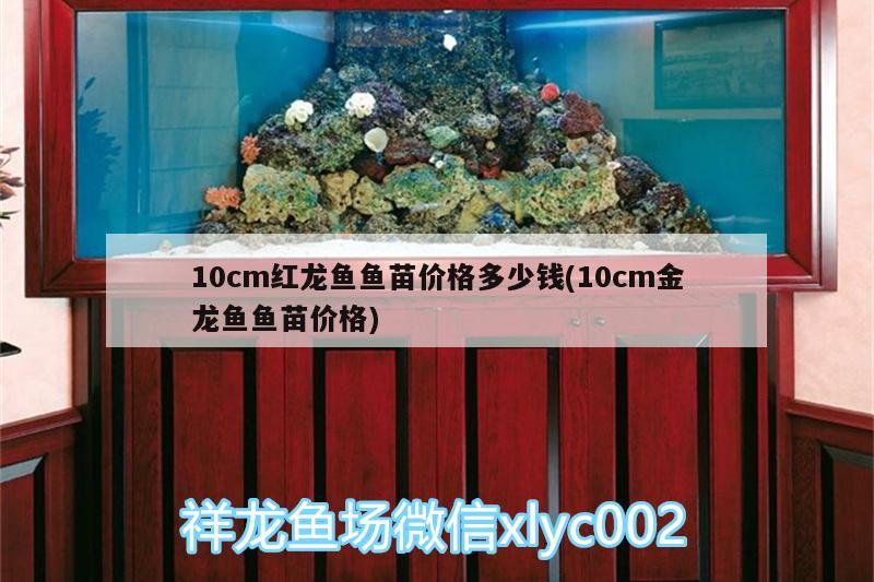 10cm红龙鱼鱼苗价格多少钱(10cm金龙鱼鱼苗价格) 硝化细菌