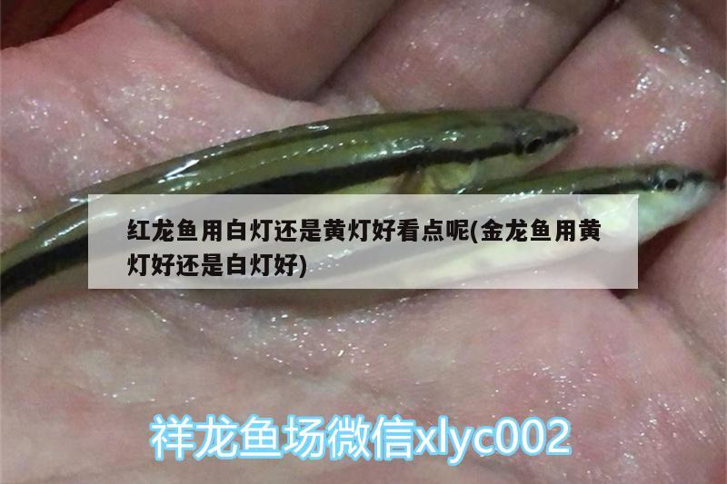 红龙鱼用白灯还是黄灯好看点呢(金龙鱼用黄灯好还是白灯好) 申古银版鱼