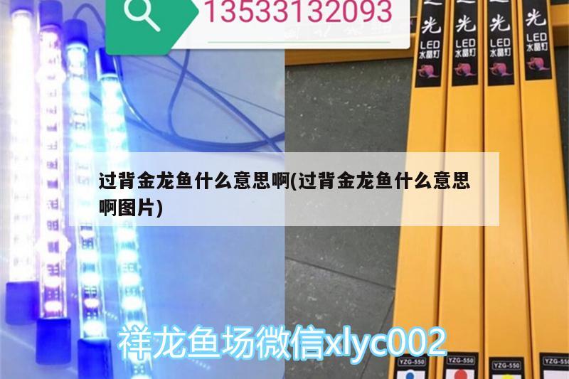 过背金龙鱼什么意思啊(过背金龙鱼什么意思啊图片)