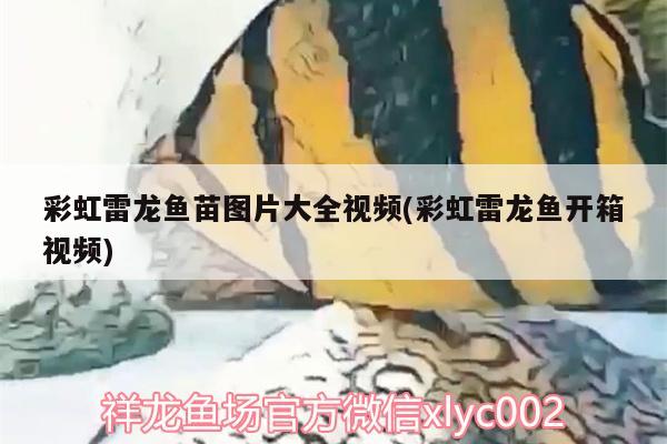 彩虹雷龙鱼苗图片大全视频(彩虹雷龙鱼开箱视频)