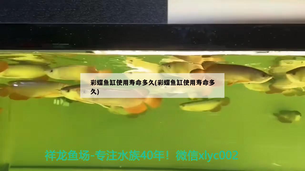 彩蝶鱼缸使用寿命多久(彩蝶鱼缸使用寿命多久) 撒旦鸭嘴鱼