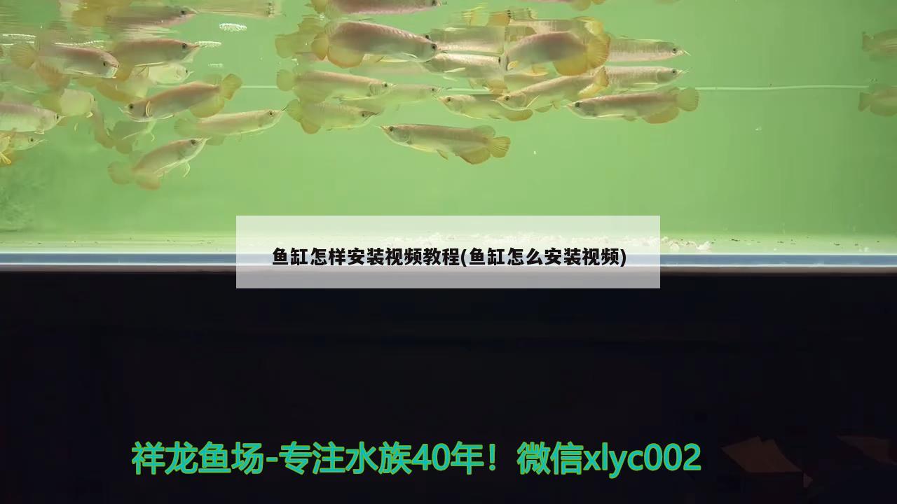 鱼缸怎样安装视频教程(鱼缸怎么安装视频) 南美异形观赏鱼