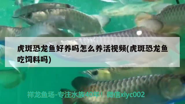 虎斑恐龙鱼好养吗怎么养活视频(虎斑恐龙鱼吃饲料吗)