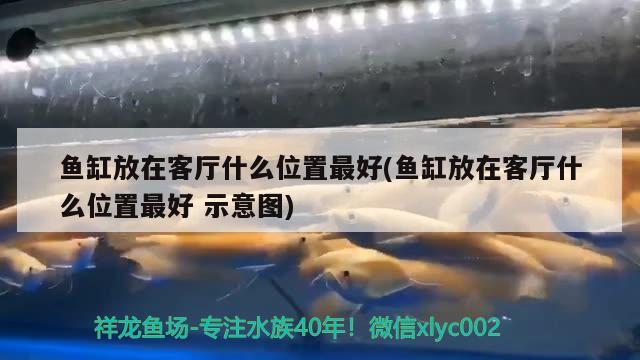 鱼缸放在客厅什么位置最好(鱼缸放在客厅什么位置最好示意图)