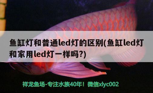 鱼缸灯和普通led灯的区别(鱼缸led灯和家用led灯一样吗?) 黄吉金龙（白子金龙鱼）