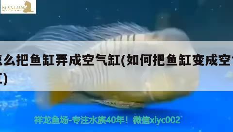 怎么把鱼缸弄成空气缸(如何把鱼缸变成空气缸) 大湖红龙鱼