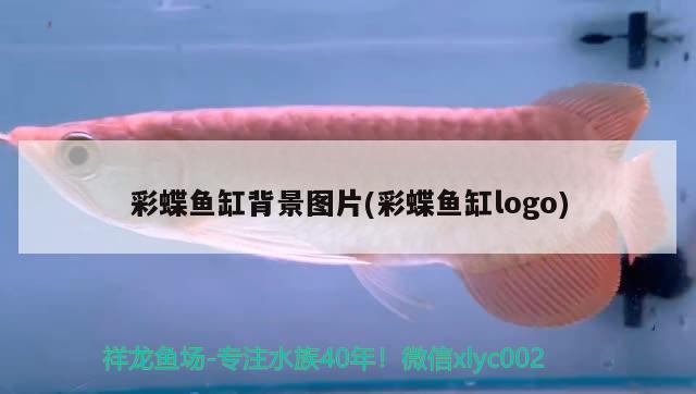 彩蝶鱼缸背景图片(彩蝶鱼缸logo) 红眼黄化幽灵火箭鱼|皇家火箭鱼