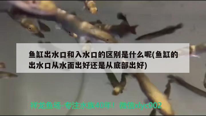 鱼缸出水口和入水口的区别是什么呢(鱼缸的出水口从水面出好还是从底部出好)