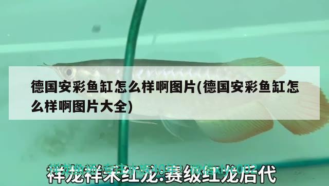 德国安彩鱼缸怎么样啊图片(德国安彩鱼缸怎么样啊图片大全) 帝王血钻