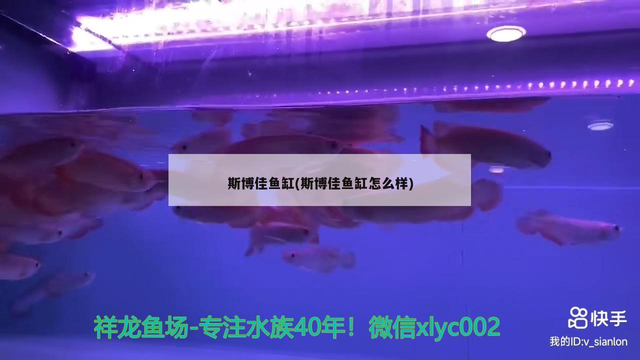 斯博佳鱼缸(斯博佳鱼缸怎么样) 水族杂谈