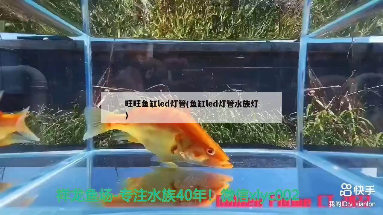 旺旺鱼缸led灯管(鱼缸led灯管水族灯) 龙鱼专用灯