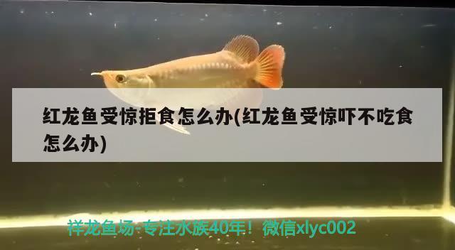 红龙鱼受惊拒食怎么办(红龙鱼受惊吓不吃食怎么办)