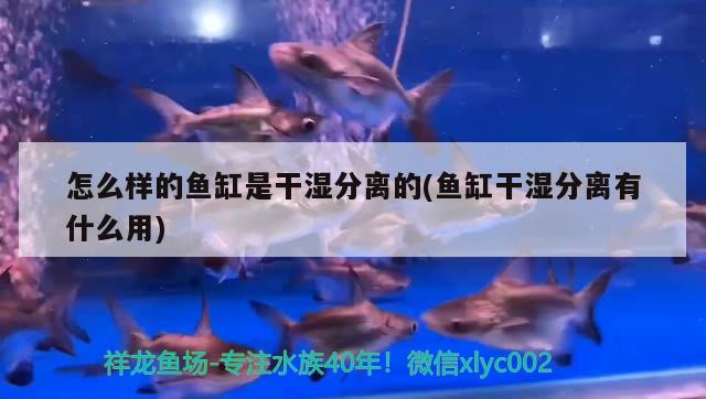 怎么样的鱼缸是干湿分离的(鱼缸干湿分离有什么用) 祥龙进口元宝凤凰鱼