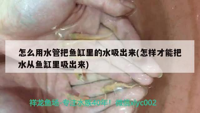 怎么用水管把鱼缸里的水吸出来(怎样才能把水从鱼缸里吸出来) 黄金斑马鱼