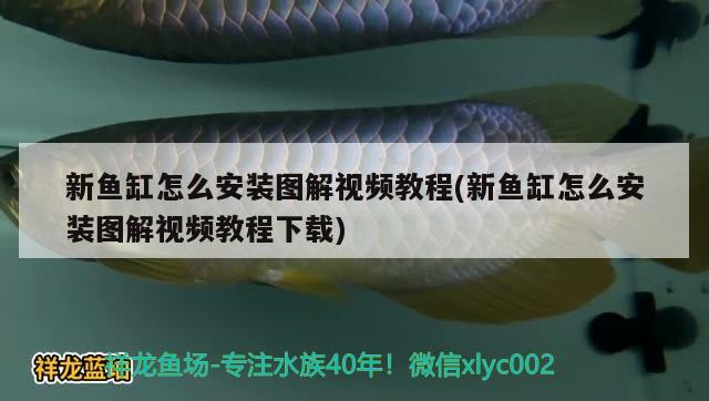 新鱼缸怎么安装图解视频教程(新鱼缸怎么安装图解视频教程下载)