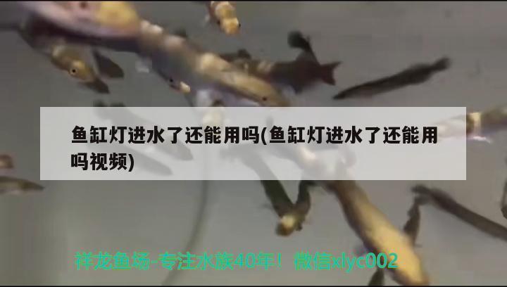 鱼缸灯进水了还能用吗(鱼缸灯进水了还能用吗视频) 白子金龙鱼