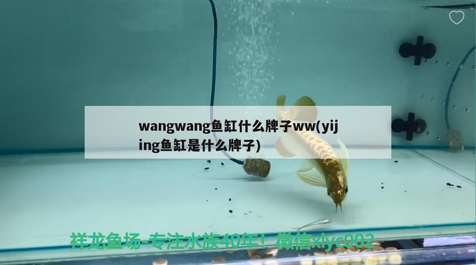 wangwang鱼缸什么牌子ww(yijing鱼缸是什么牌子) 广州祥龙国际水族贸易