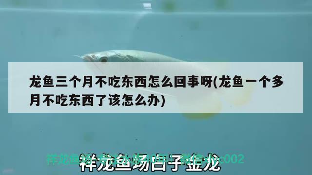 龙鱼三个月不吃东西怎么回事呀(龙鱼一个多月不吃东西了该怎么办) 帝王三间鱼