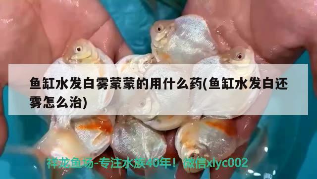 鱼缸水发白雾蒙蒙的用什么药(鱼缸水发白还雾怎么治) 圣菲埃及鱼