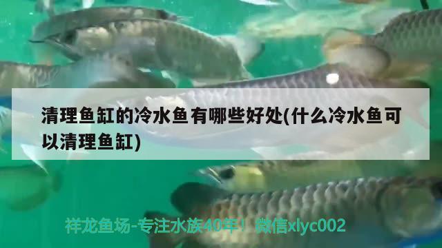 清理鱼缸的冷水鱼有哪些好处(什么冷水鱼可以清理鱼缸) 潜水泵