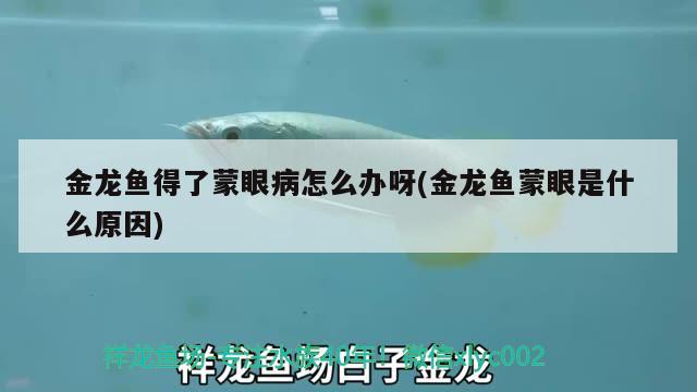 金龙鱼得了蒙眼病怎么办呀(金龙鱼蒙眼是什么原因) 鱼缸百科 第3张