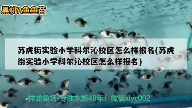 苏虎街实验小学科尔沁校区怎么样报名(苏虎街实验小学科尔沁校区怎么样报名)