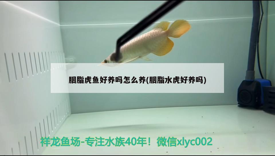 胭脂虎鱼好养吗怎么养(胭脂水虎好养吗) 食人鱼（水虎） 第2张