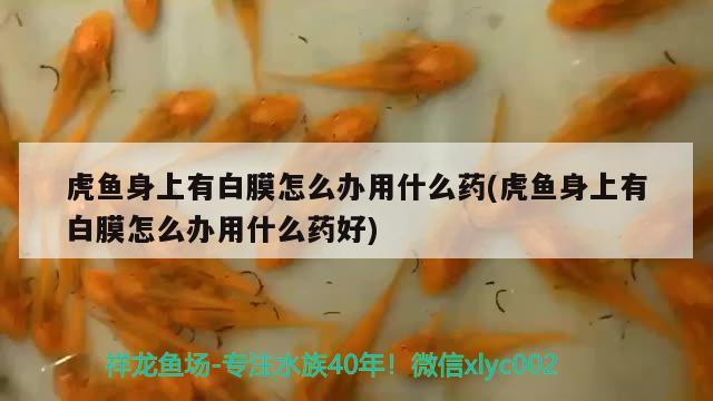 虎鱼身上有白膜怎么办用什么药(虎鱼身上有白膜怎么办用什么药好)