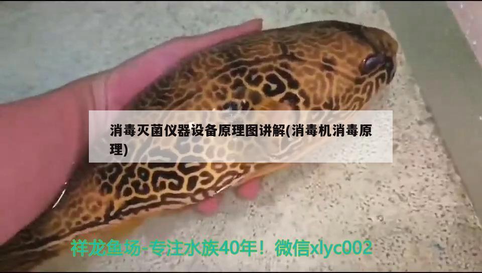 消毒灭菌仪器设备原理图讲解(消毒机消毒原理) 祥龙水族滤材/器材