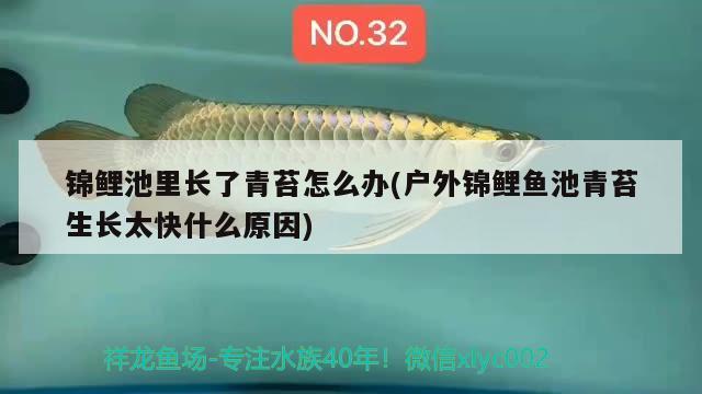 锦鲤池里长了青苔怎么办(户外锦鲤鱼池青苔生长太快什么原因) 七彩神仙鱼