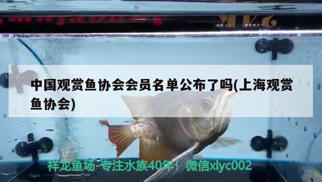 中国观赏鱼协会会员名单公布了吗(上海观赏鱼协会) 黄金眼镜蛇雷龙鱼