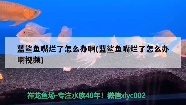 蓝鲨鱼嘴烂了怎么办啊(蓝鲨鱼嘴烂了怎么办啊视频)