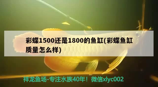 彩蝶1500还是1800的鱼缸(彩蝶鱼缸质量怎么样) 大嘴鲸鱼