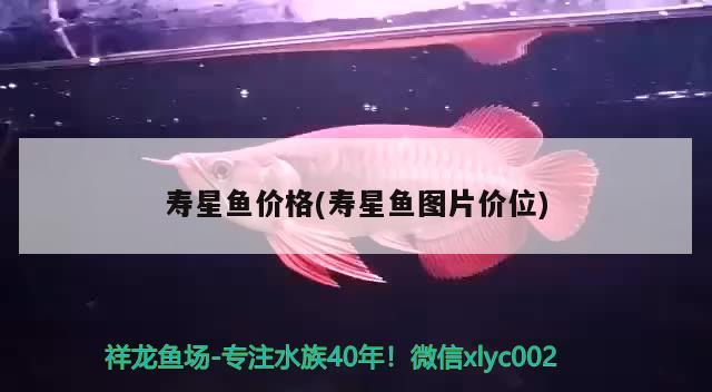 寿星鱼价格(寿星鱼图片价位)