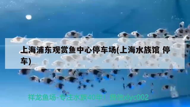 上海浦东观赏鱼中心停车场(上海水族馆 停车) 野生地图鱼