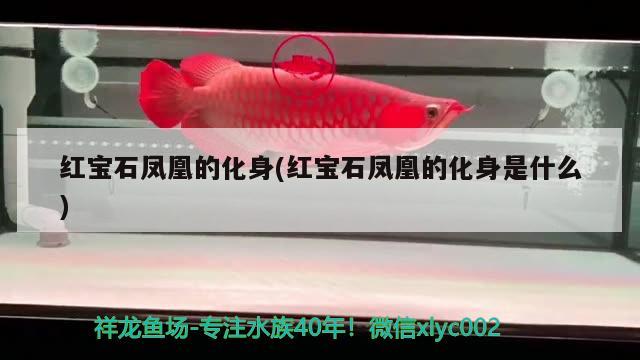 红宝石凤凰的化身(红宝石凤凰的化身是什么) 祥龙水族医院