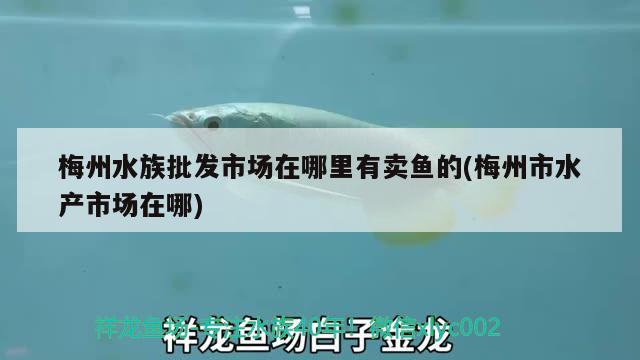 梅州水族批发市场在哪里有卖鱼的(梅州市水产市场在哪) 观赏鱼水族批发市场